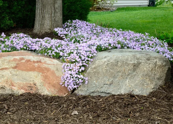 Phlox rampant (Phlox subulata) Aménagement paysager et mur de soutènement rocheux — Photo