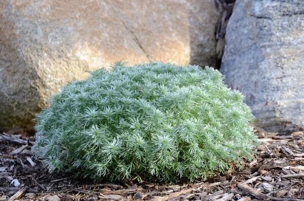 Zilver heuvel artemisia Stockfoto