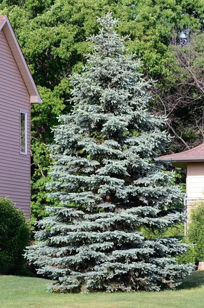 Een blauw Spruce Tree — Stockfoto