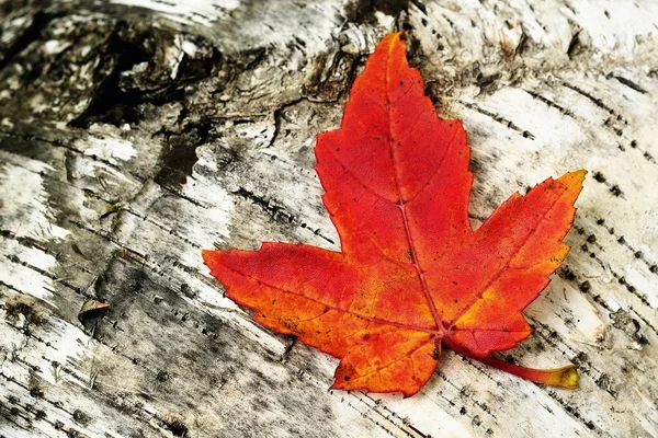 Klon kolorowy liść brzozy dziennik — Zdjęcie stockowe
