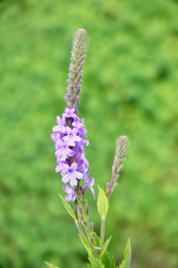 Ağarmış Mine çiçeği (Verbena stricta) kır çiçeği