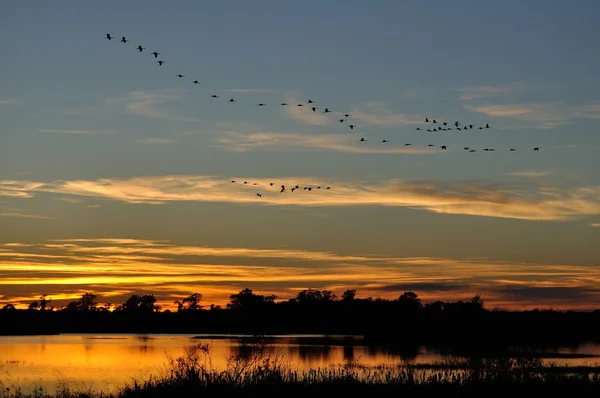 Silhouette di gru Sandhill Volare dopo il tramonto — Foto Stock