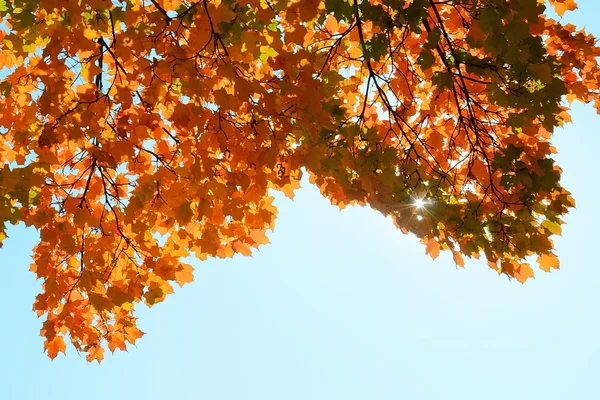 Sonbaharda renkli akçaağaç yaprakları — Stok fotoğraf