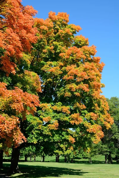Bunte Ahornbäume im Herbst — Stockfoto