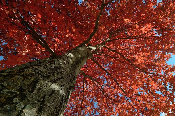 Folhas de bordo vermelhas no outono — Fotografia de Stock