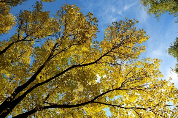 Feuilles de frêne colorées en automne — Photo