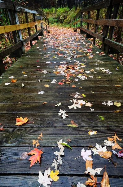 Folhas de outono coloridas em uma ponte de madeira do pé — Fotografia de Stock