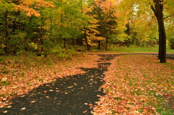 Yol üzerindeki renkli sonbahar yaprakları — Stok fotoğraf