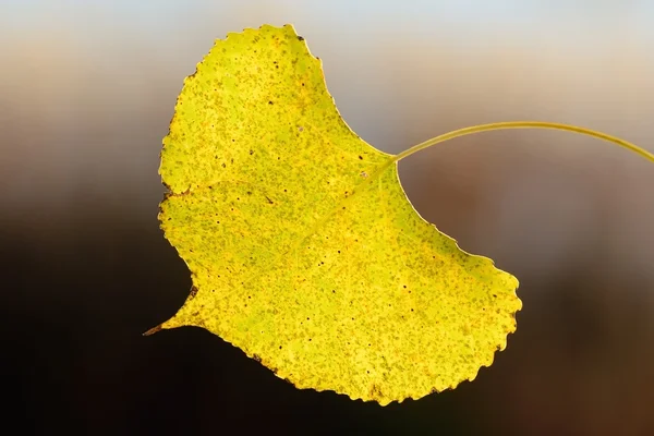 秋季的单一阿斯彭落叶 — 图库照片