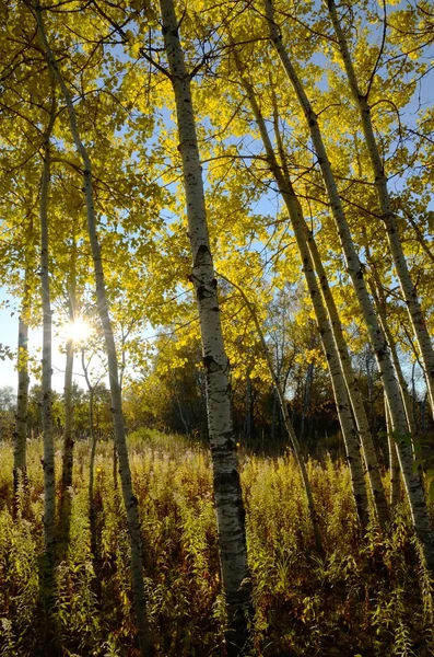 El sol brillando a través de los árboles de Aspen en el otoño — Foto de Stock