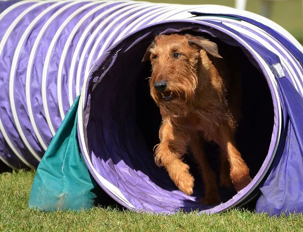 Irish Terrier at a Dog Agility Trial — Stock Photo, Image