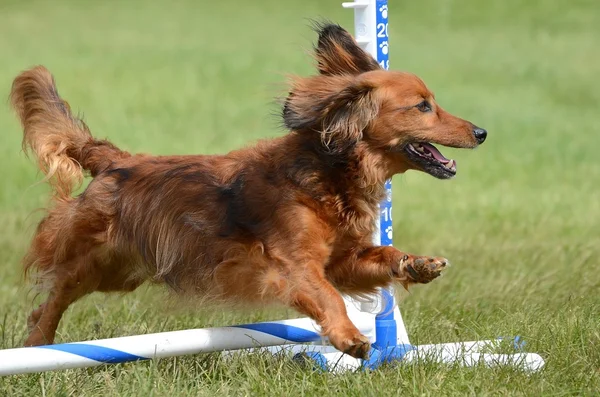 Bassotto in miniatura a un cane agilità prova — Foto Stock