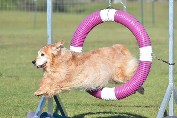 Golden retriever köpek çeviklik deneme — Stok fotoğraf