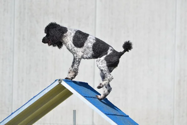 Poodle estándar manchado en prueba de agilidad del perro — Foto de Stock