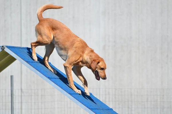 Sarı Labrador Retriever köpek çeviklik duruşmada — Stok fotoğraf