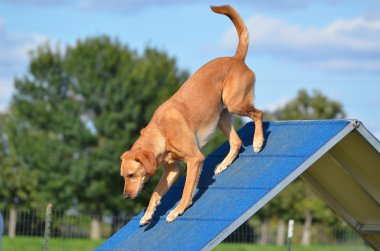 Yellow Labrador Retriever at Dog Agility Trial clipart