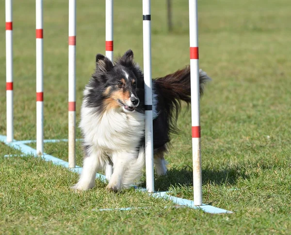 Owczarek Szetlandzki (Sheltie) w pies zwinność Trial — Zdjęcie stockowe