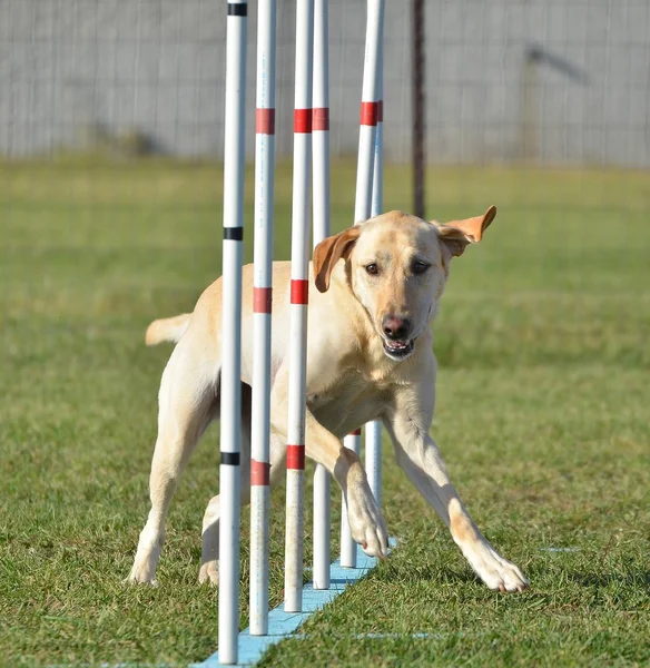 Yellow Labrador Retriever pies zwinność procesie — Zdjęcie stockowe