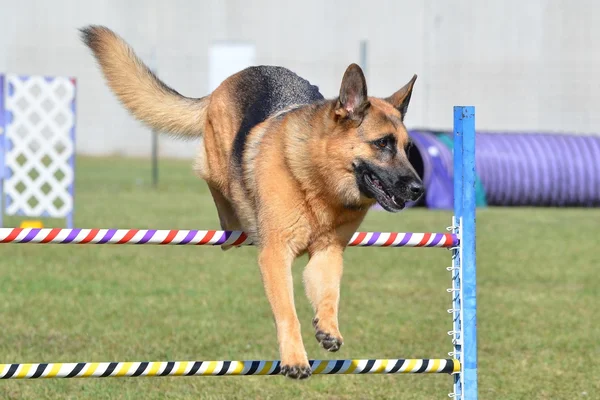 德国牧羊犬敏捷性审判时 — 图库照片