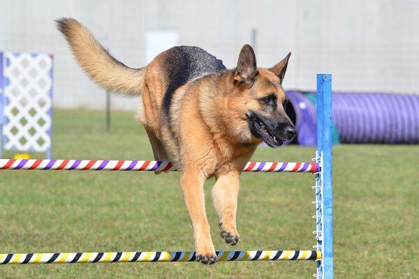 German Shepherd at a Dog Agility Trial