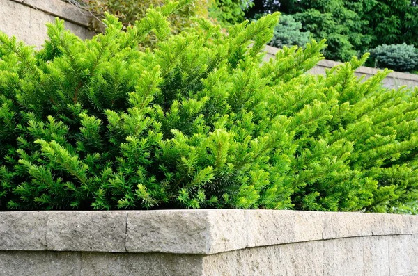 Tiered Retaining Wall with Yew Shrubs — Stock Photo, Image