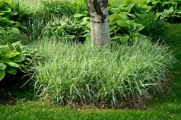 Backyard Landscaping with Grasses — Stock Photo, Image