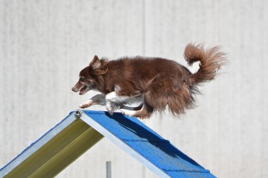 Bir köpek çeviklik duruşmada kenar kömür ocağı