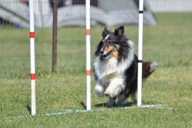 Shetland koyun (sığınak) köpek çeviklik duruşmada