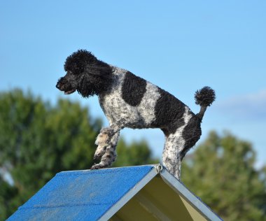 Spotted Standard Poodle at Dog Agility Trial clipart