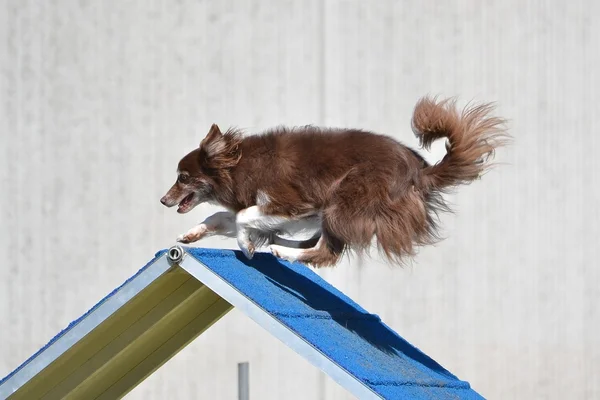 Border Collie en una prueba de agilidad para perros — Foto de Stock
