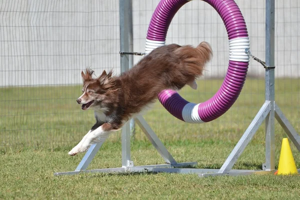 Bir köpek çeviklik duruşmada kenar kömür ocağı — Stok fotoğraf