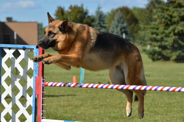 Pastor alemão em um Dog Agility Trial — Fotografia de Stock