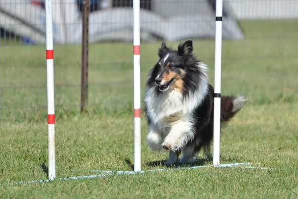 Shetland Sheepdog (Sheltie) al Dog Agility Trial — Foto Stock