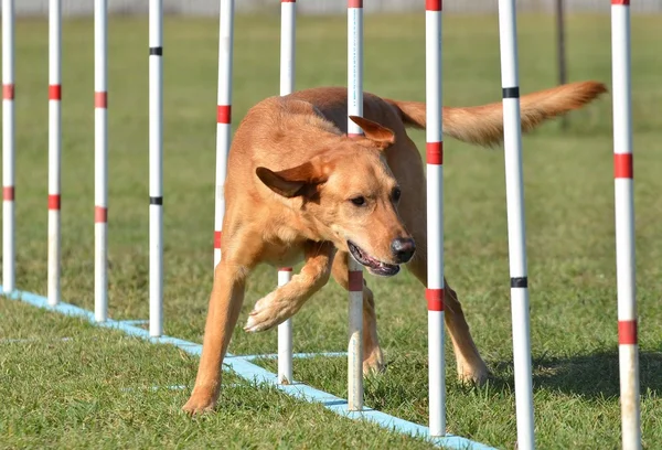 Sarı Labrador Retriever köpek çeviklik duruşmada — Stok fotoğraf