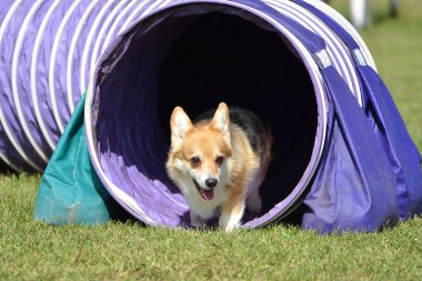 Pembroke Welch Corgi köpek çeviklik duruşmada