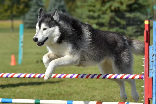 シベリアン ハスキー犬の敏捷性試験で — ストック写真