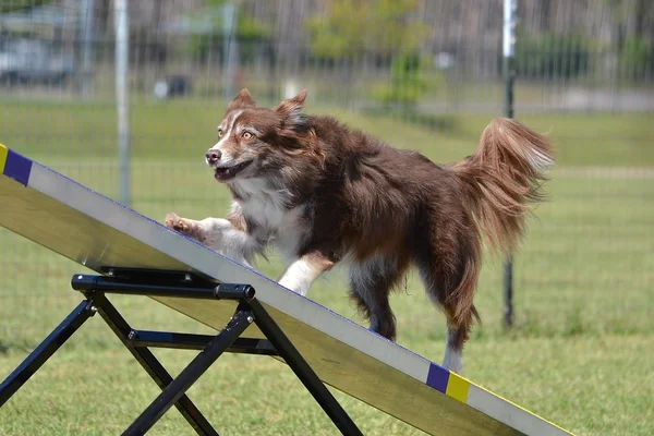 Bir köpek çeviklik duruşmada kenar kömür ocağı — Stok fotoğraf