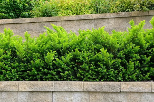 Mur de soutènement à plusieurs niveaux avec arbustes à if — Photo