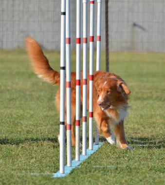 Nova Scotia Duck Tolling Retriever köpek çeviklik duruşmada