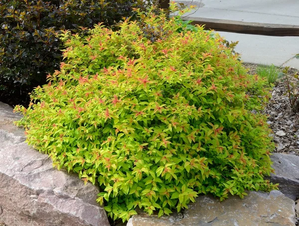 Goldflame Spirea Arbusto Paisagismo — Fotografia de Stock