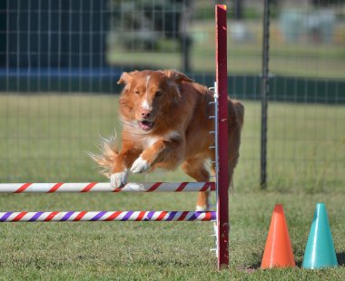 Nova Scotia Duck Tolling Retriever köpek çeviklik duruşmada