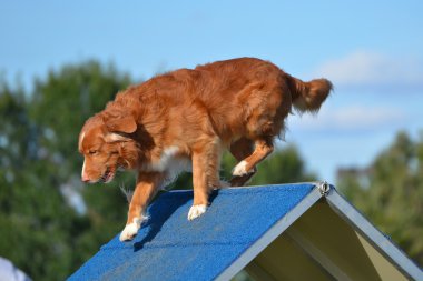 Nova Scotia Duck Tolling Retriever köpek çeviklik duruşmada