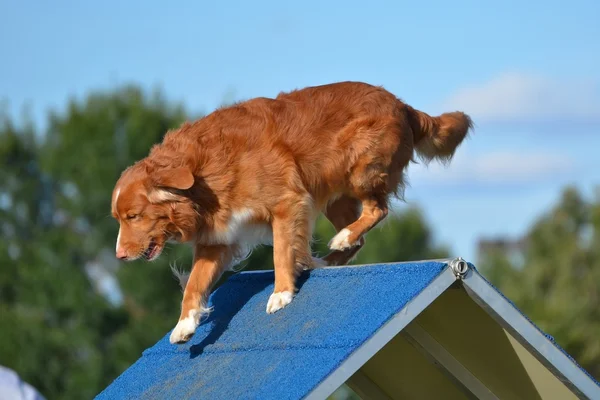 Nova Scotia Duck Retriever kutya Agility tárgyaláson autópályadíj — Stock Fotó