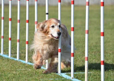 Golden Retriever köpek çeviklik duruşmada