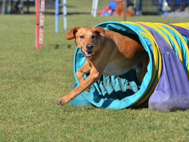 Sarı Labrador Retriever köpek çeviklik duruşmada