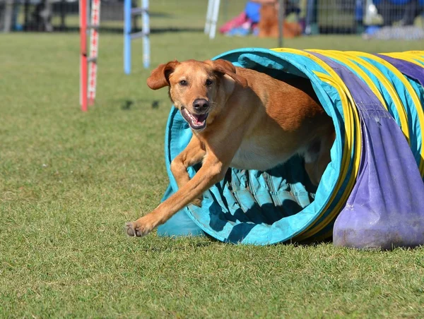 Récupérateur de Labrador jaune lors d'un essai d'agilité pour chien — Photo