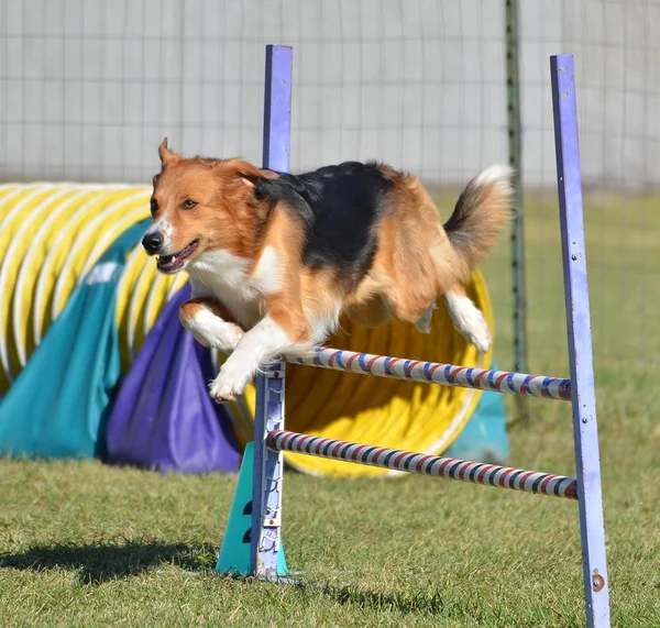 Engelska Shepherd vid en hund Agility rättegång — Stockfoto