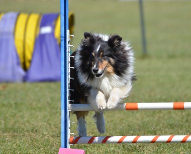 Shetland koyun (sığınak) köpek çeviklik duruşmada
