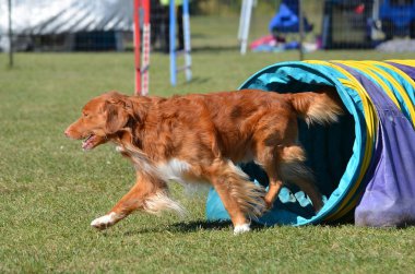 Nova Scotia Duck Tolling Retriever köpek çeviklik duruşmada