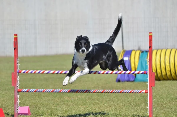 Fronteira Collie em um Dog Agility Trial — Fotografia de Stock